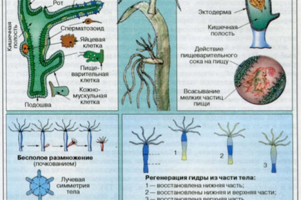 Кракен сайт тор ссылка